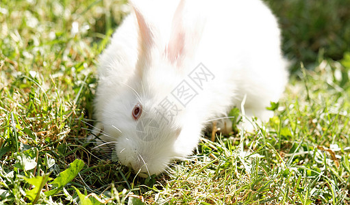 白兔子白色野生动物绿色花园宠物耳朵野兔荒野哺乳动物动物图片
