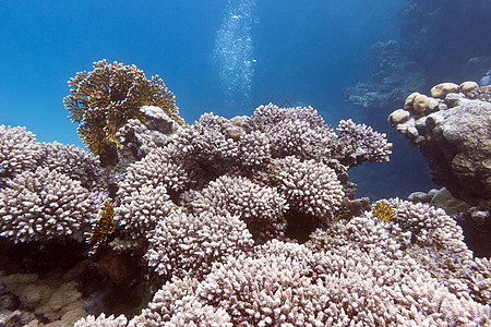 与硬珊瑚的珊瑚礁在热带海水下水族馆潜水盐水野生动物海洋海景动物海洋生物气泡海床图片