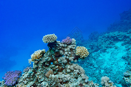 热带海洋底部的珊瑚礁 水下潜水阳光橙子海景珊瑚海上生活盐水水族馆动物潜水员图片