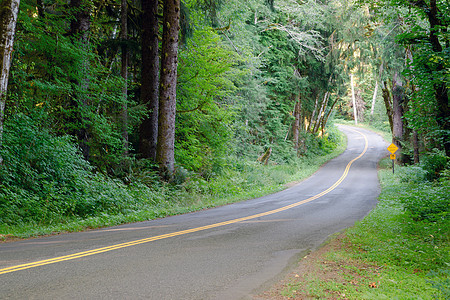 两条巷路通过庄树冠林剪切胡雨林公园森林荒野绿色植物木头娱乐农村踪迹植物热带图片