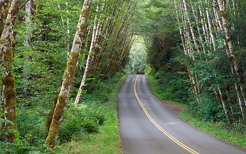 两条巷路通过庄树冠林剪切胡雨林叶子农村公园全景栖息地植物木头娱乐绿色植物风景图片