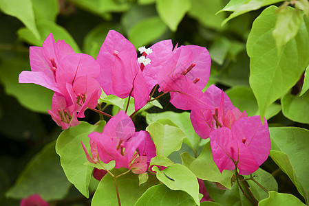 粉红布干维尔在树上气候花园植物宏观白色植物学热带组织叶子晴天图片