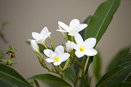 白弗朗吉帕尼的白花束在Blanch上图片