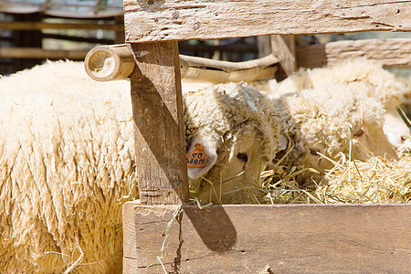 牧羊在农场放牧动物文化美化草地山羊牧场食物牧羊人荒野太阳图片