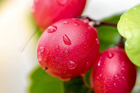 卡兰达卡伦达基督的刺情调异国营养食物绿色水果草本植物红色图片