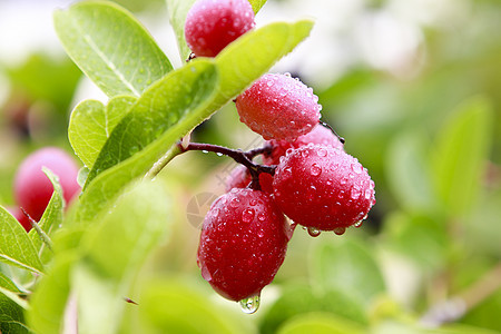 卡兰达卡伦达基督的刺情调水果食物异国红色草本植物绿色营养图片