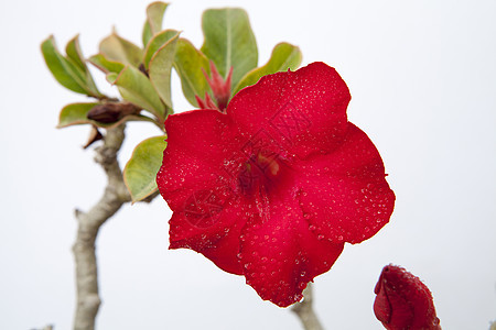 伊巴拉里或沙漠玫瑰植物学自然植物花头热带百合沙漠树叶红色绿色图片