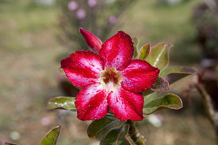 伊巴拉里或沙漠玫瑰花头叶子植物学自然气候树叶粉色玫瑰衬套绿色图片