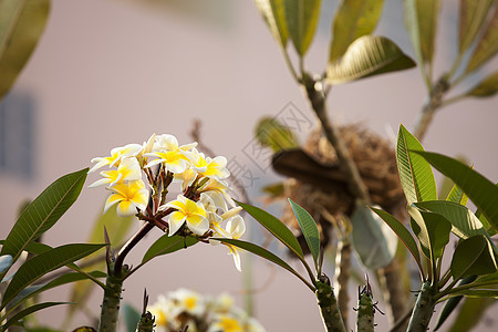 美丽的弗朗吉帕尼花朵花瓣植物群热带季节黄色绿色白色鸡蛋花花园季节性图片