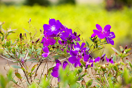 巴西野牡丹超光谱层e植物花瓣紫色雌蕊花园气候牡丹科热带绿色灌木背景