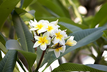 白的 黄的 有叶子的freangipani花朵花瓣植物环境绿色季节性鸡蛋花白色热带花园植物群图片