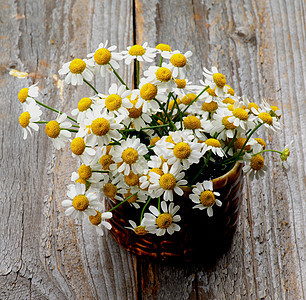 喀麦隆花园乡村洋甘菊棕色花束花头灰色花卉甘菊叶子背景图片