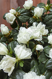 阿扎莱亚植物花盆美丽叶子绿色白色图片