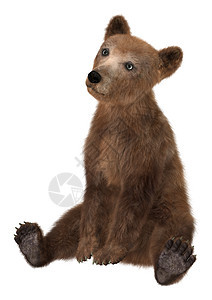 小棕熊幼崽野性小熊荒野孩子哺乳动物野生动物棕色白色动物图片