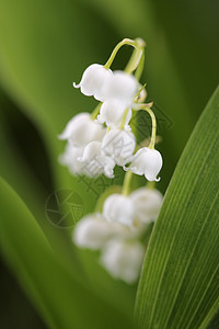 山谷的莉莉植物白色图片