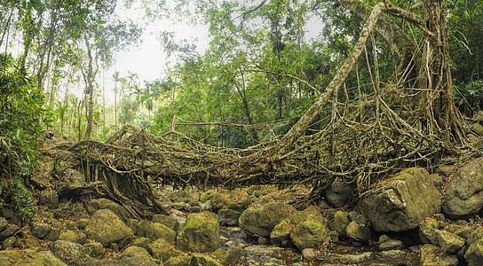 印度的旧根桥风景岩石丛林森林全景水平根桥树木跨度天桥图片