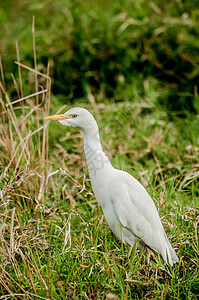 Egret 牛牛生存水鸟食物白鹭公园羽毛环境栖息地国家昆虫图片