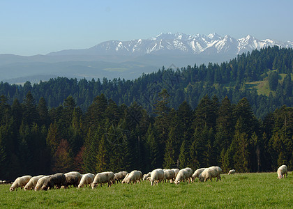 羊群的绵羊顶峰阴影太阳动物森林山脉草地岩石云杉天空图片