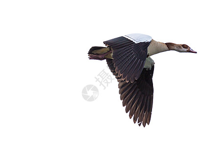 埃及鹅中途飞行航班翅膀动物野生动物图片