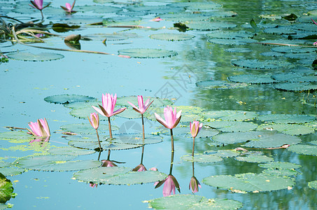 百合花在水上百合库存照片植物免版税浅滩股票边界芦苇睡莲图片