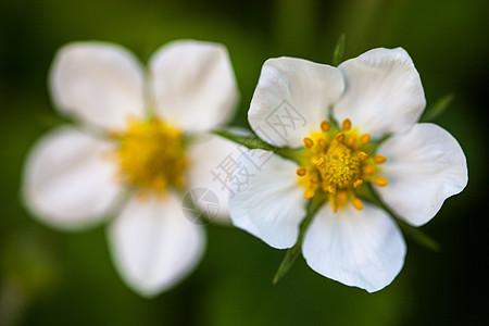 野草莓白花荒野国家植物学花期植物群森林花园花瓣水果季节图片