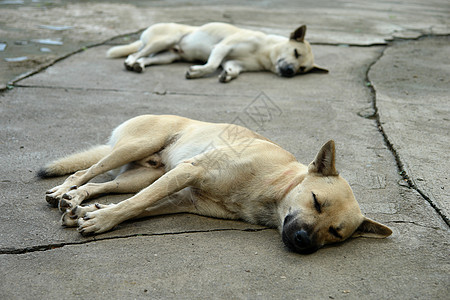 狗白和棕色睡图片