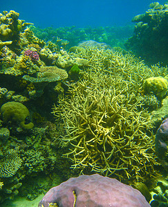 昆士兰珊瑚礁美丽的水下颜色     澳大利亚生物海洋动物水族馆假期多样性海绵潜水阳光野生动物图片