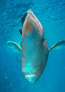 拿破罗鱼  澳大利亚珊瑚礁旅行热带探索动物假期红色潜水黑色异国珊瑚图片