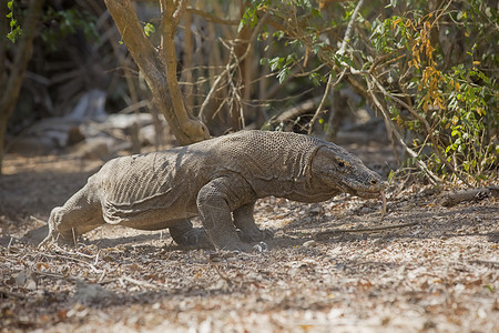科莫多龙荒野野生动物日光爬虫蜥蜴监视器巨蜥动物异国捕食者图片