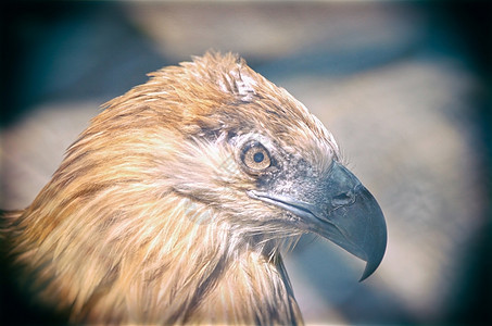 美洲秃鹰的肖像羽毛动物猎人力量海藻飞行黄色猎物翅膀野生动物图片