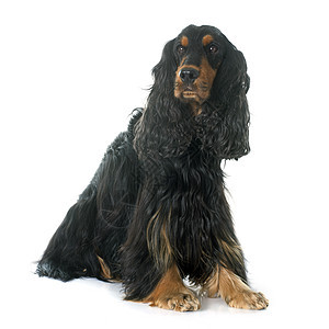 可卡犬成人男性动物猎狗棕褐色英语工作室宠物黑色背景图片