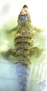 尼罗河鳄鱼非常近距离的图像捕捉捕食者公园驾驶反射猎人国家荒野动物两栖爬行动物图片