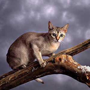 夏纳普拉猫多云毛皮天空宠物动物惊吓猫科哺乳动物图片
