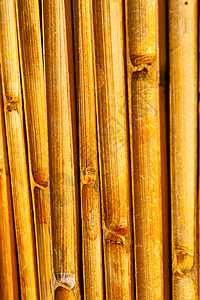 南太阳穴中抽象的竹子图片
