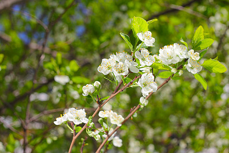 开花樱桃树白色绿色叶子图片