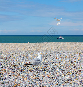 石子海滩上的海鸥海岸飞行地平线蓝色海岸线天空白色野生动物卵石海洋图片
