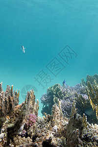 与硬珊瑚的珊瑚礁在热带海水下海上生活野生动物冒险盐水蓝色荒野水族馆浮潜海洋动物图片