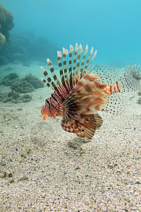 热带海海底的狮子鱼     水下图片