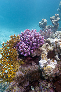 热带海中的多彩珊瑚礁     水下海上生活动物阳光珊瑚海洋生物蓝色气泡荒野野生动物盐水图片