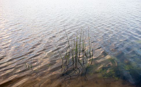 水面表面 有可见的水厂和长茎甘蔗池塘浅滩酒窝水生植物银行反射海浪溪流蓝色图片