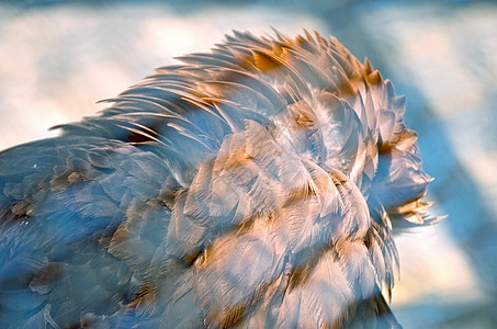 美洲秃鹰的肖像白色羽毛飞行黄色动物海藻力量野生动物猎物猎人图片
