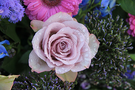 大紫玫瑰 有滴子图片
