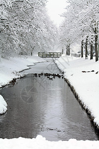 半冻沟里的鸭子薄片季节仙境森林寒冷公园场地树木雪包孤独背景图片