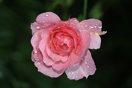 粉红玫瑰上的水滴花瓣钻石植物学玫瑰火花图片