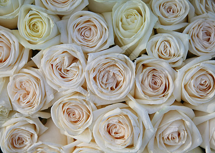 柔软的粉红和白玫瑰图片