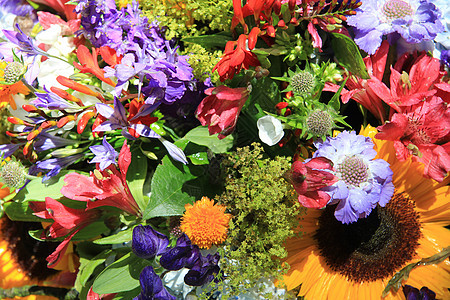 彩色混合花束植物学花店白色花瓣水滴花朵红色绿色阵雨紫色图片