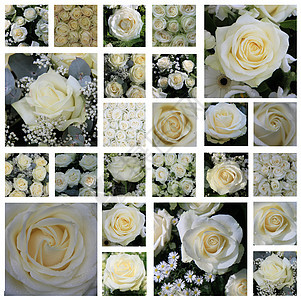 白玫瑰拼贴图片