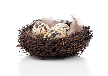 白上孤立的巢中的蛋生活鹌鹑团体产品食物稻草季节性棕色白色羽毛图片