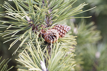 带锥子的隐性树枝云杉星星针叶枝条季节棕色橡子植物绿色种子图片