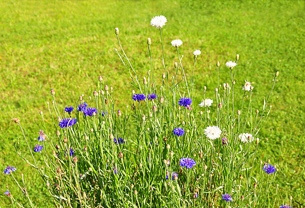花园矢车菊植物群白色草本植物青色蓝色植物菊科图片